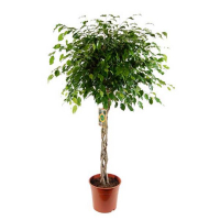 Фикус бенджамина Экзотика  косичка купить