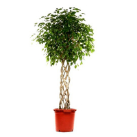 Фикус бенджамина Экзотика цилиндр купить