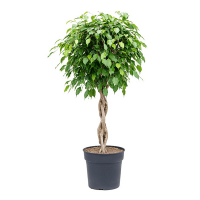 Фікус бенджаміну Екзотика косичка купить