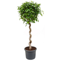 Фикус бенджамина Экзотика спираль купить