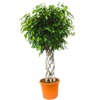 Фикус Бенджамина Экзотика шпалера купить