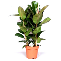 Фикус эластика Робуста купить