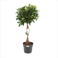 Фикус бенджамина Нитида косичка купить