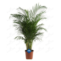 Хризалидокарпус купить