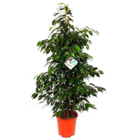 Фикус бенджамина Даниэль купить