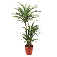 Драцена Варнески купить