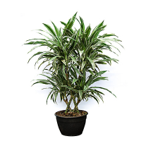 Драцена Варнески купить