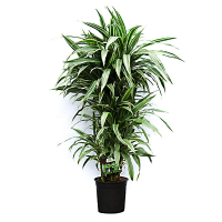 Драцена Варнески купить