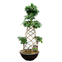 Бонсай фикус микрокарпа Гинсенг шпалера купить