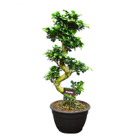 Бонсай фикус микрокарпа Гинсенг купить