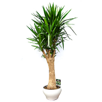 Юкка купить