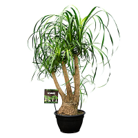 Нолина (Beaucarnea) vertakt купить