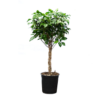 Фикус бенджамина Нитида штамб купить