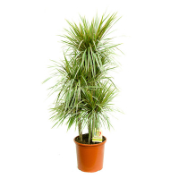 Драцена Маргината Биколор карусель купить