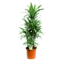 Драцена Варнески карусель купить