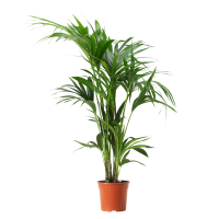 Ховея Форстериана купить