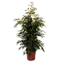 Фикус бенджамина Анастасия купить