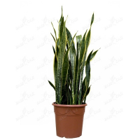 Сансевиерия Laurentii купить
