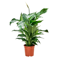 Спатіфіллум Світ Лауретта купить