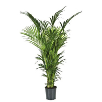 Ховея Форстера купить