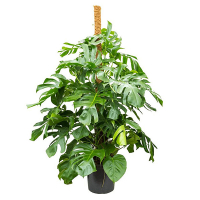 Монстера деликатесная купить