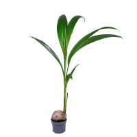 Кокосовая пальма купить