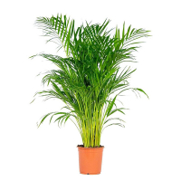 Хризалидокарпус купить