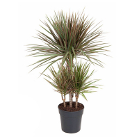 Драцена Маргината Биколор карусель купить