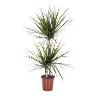 Драцена Маргината купить