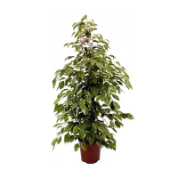 Фикус бенджамина Голден Кинг купить