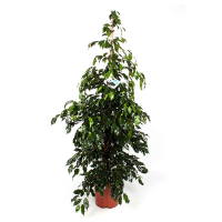 Фикус бенджамина Миднайт Леди купить