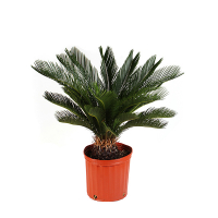 Цикас Революта купить