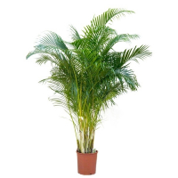 Хризалидокарпус купить