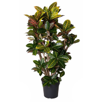 Кротон Петра купить