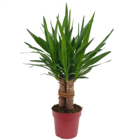 Юкка карусель купить