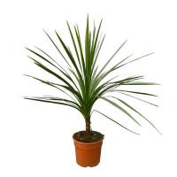 Кордилина австралийская (южная) купить