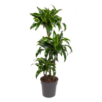 Драцена Компакта Дорадо купить