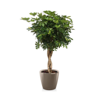 Шеффлера древовидная Лузиана купить