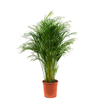 Хризалидокарпус купить