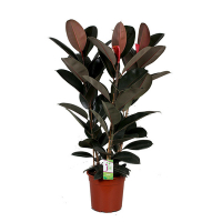 Фікус Еластика Абіджан купить