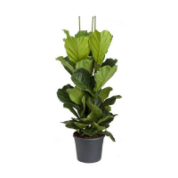 Фікус Лірата купить