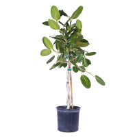 Фикус бенгальский Андрей косичка купить