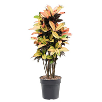 Кротон Айстон купить