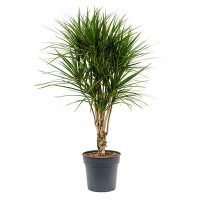 Драцена Маргината Vertakt купить