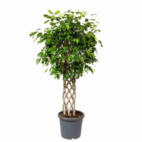 Фікус Бенджаміна екзотика шпалера купить