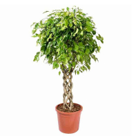 Фикус бенджамина Экзотика купить