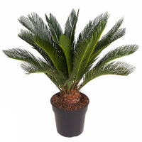 Цикас Революта купить