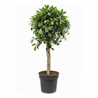 Фикус бенджамина микс купить