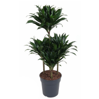 Драцена компакта карусель купить