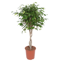 Фикус бенджамина Экзотика косичка купить